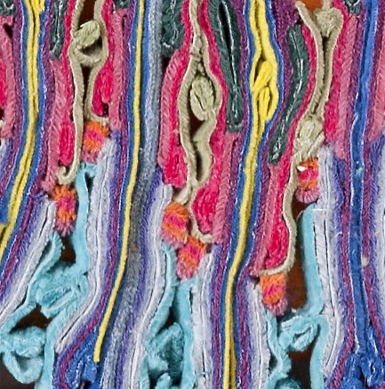      Calypso,   2013 ,    39 x 20 cm , CUT ART    (Foto Christian Hacker) ,     Detailansicht